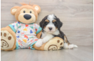 Best Mini Bernedoodle Baby