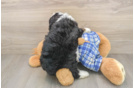 Cute Mini Bernedoodle Baby