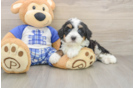 Little Bernese Doodle Poodle Mix Puppy