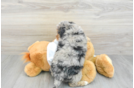 Petite Mini Bernedoodle Poodle Mix Pup