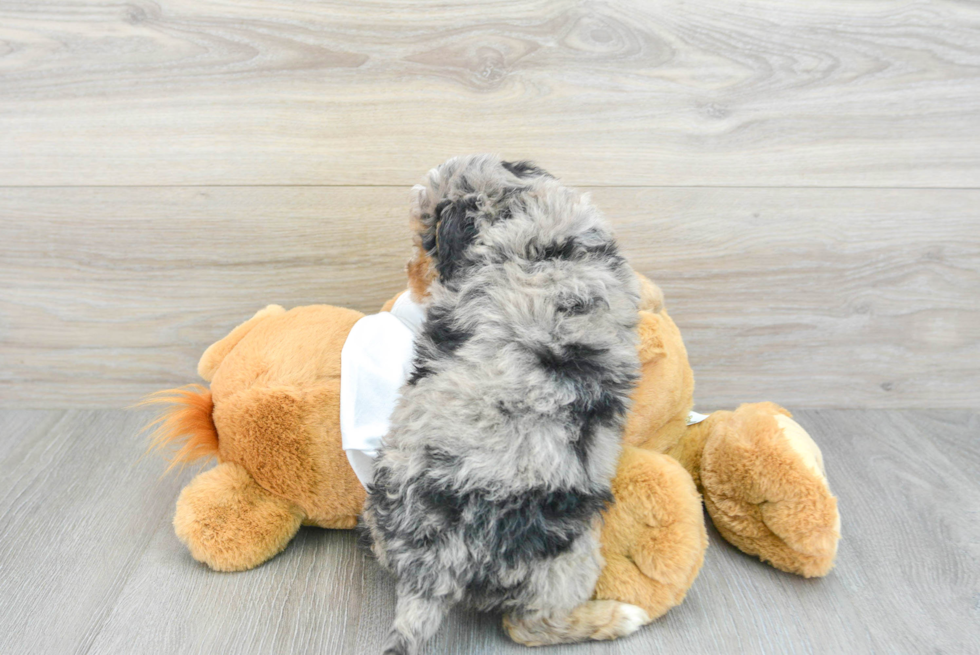 Petite Mini Bernedoodle Poodle Mix Pup