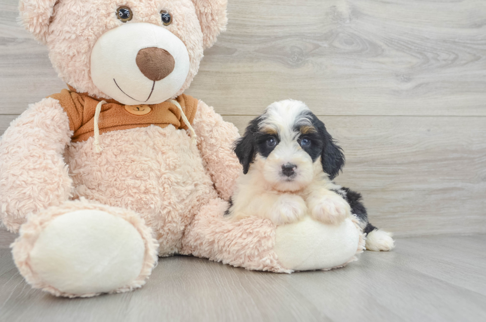 8 week old Mini Bernedoodle Puppy For Sale - Simply Southern Pups