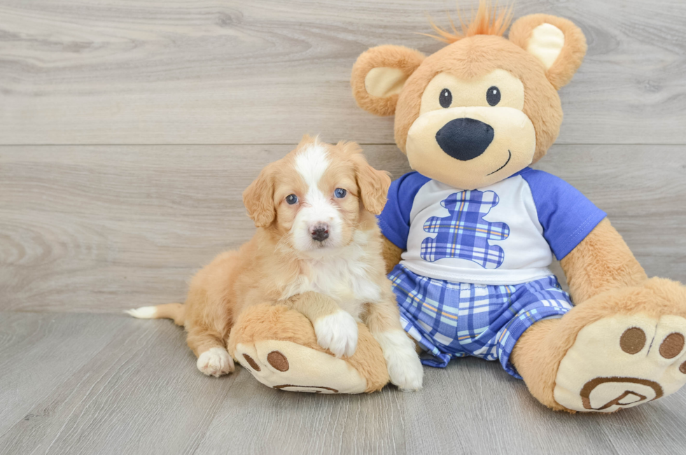 5 week old Mini Bernedoodle Puppy For Sale - Simply Southern Pups