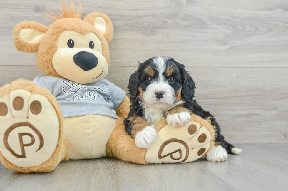 6 week old Mini Bernedoodle Puppy For Sale - Simply Southern Pups