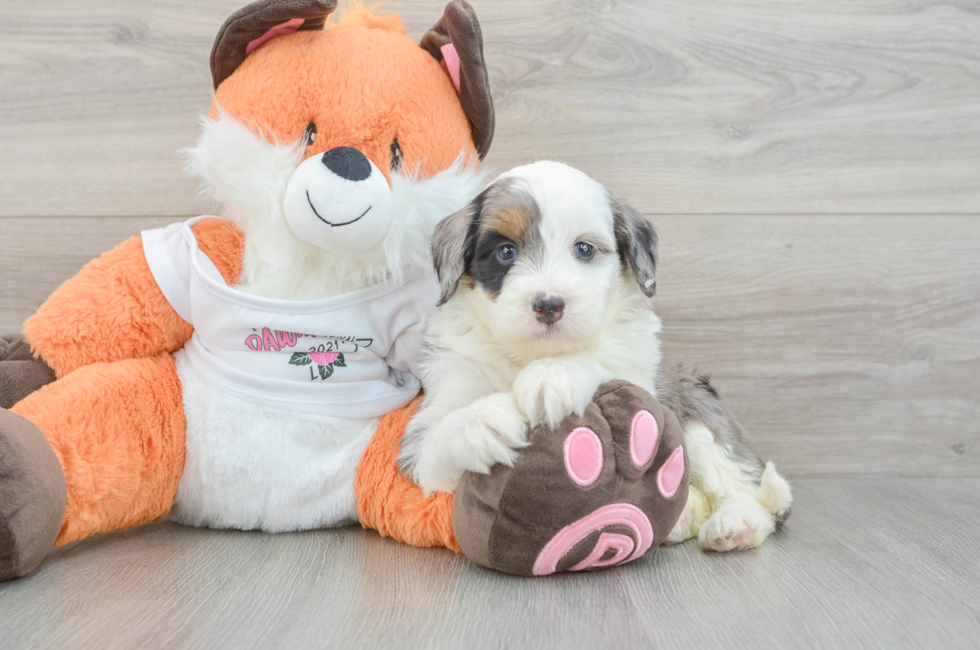 5 week old Mini Bernedoodle Puppy For Sale - Simply Southern Pups