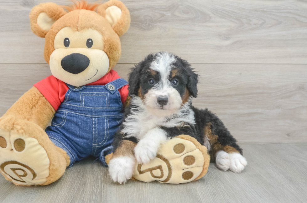 6 week old Mini Bernedoodle Puppy For Sale - Simply Southern Pups