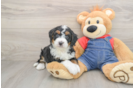 Smart Mini Bernedoodle Poodle Mix Pup