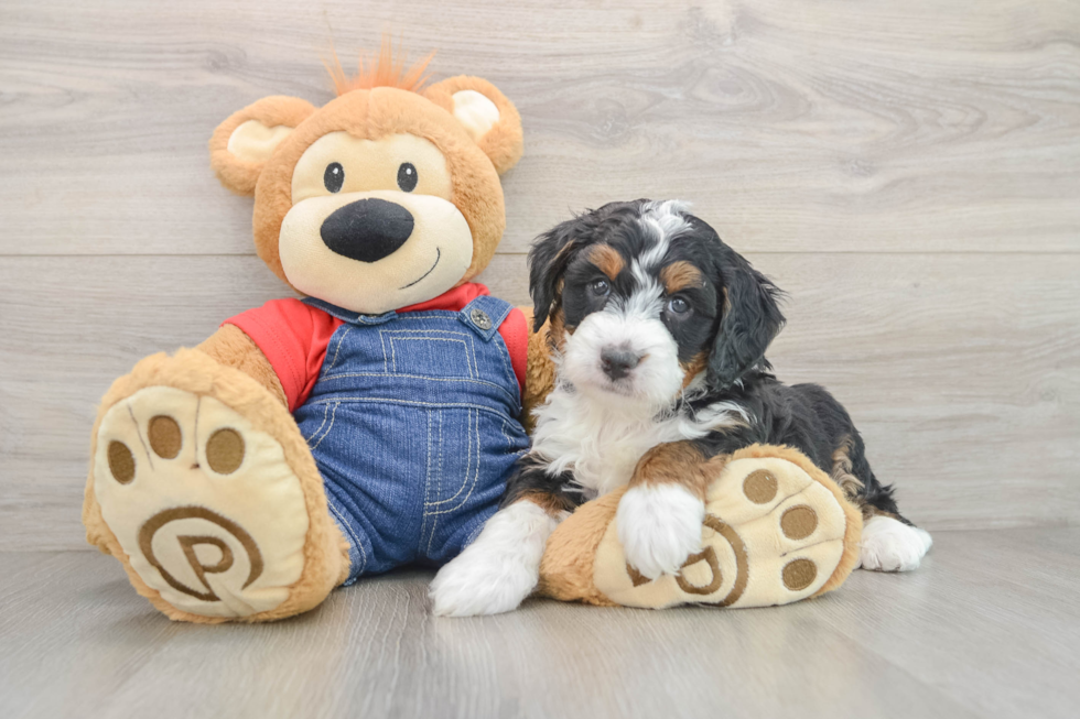 Mini Bernedoodle Pup Being Cute