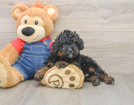 7 week old Mini Bernedoodle Puppy For Sale - Simply Southern Pups