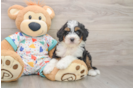 Cute Mini Bernedoodle Baby