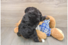 Best Mini Bernedoodle Baby