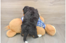 Best Mini Bernedoodle Baby