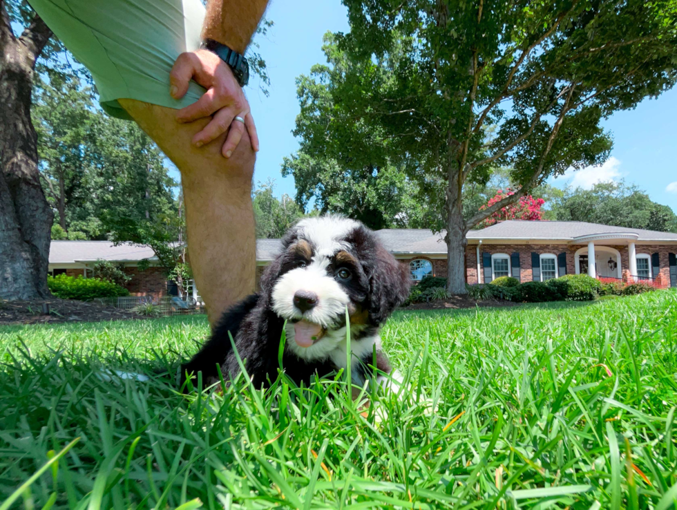 Cute Mini Bernedoodle Baby