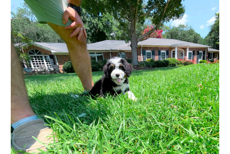 Cute Mini Bernedoodle Poodle Mix Pup