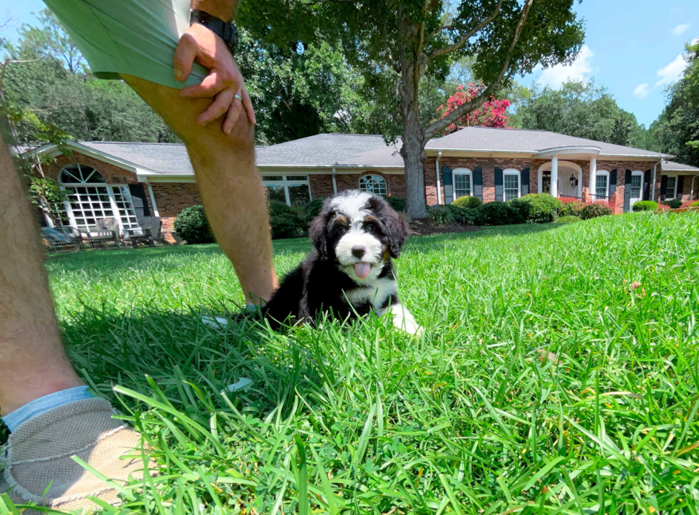 Cute Mini Bernedoodle Poodle Mix Pup