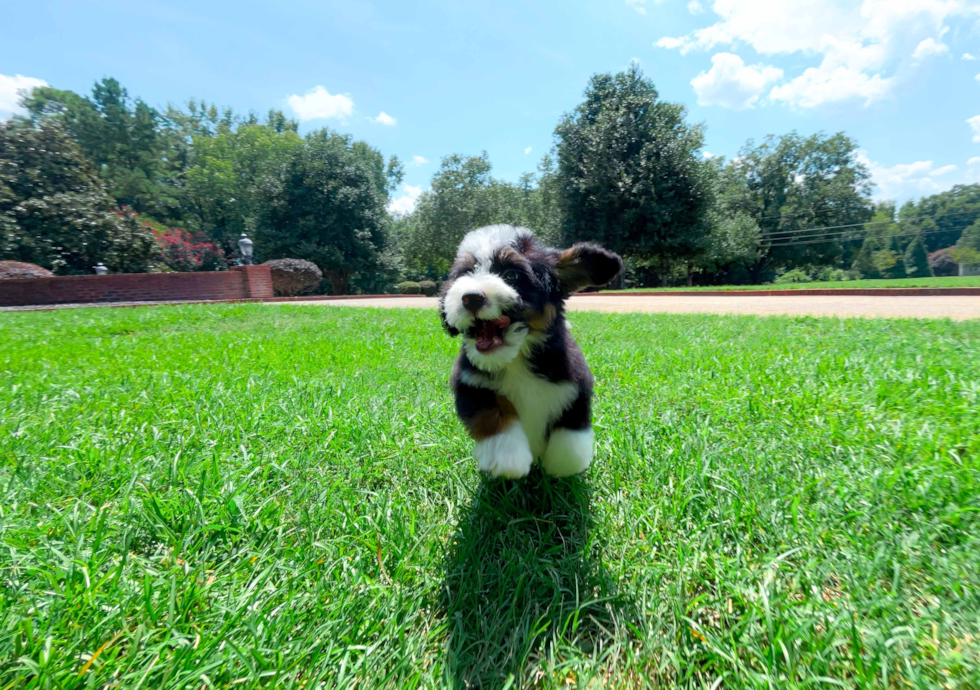 Cute Mini Bernedoodle Poodle Mix Pup