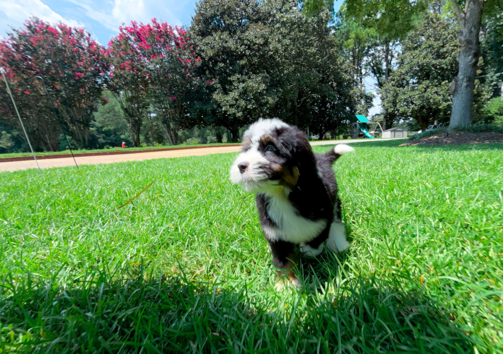 Best Mini Bernedoodle Baby