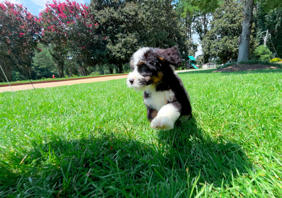 Cute Mini Bernedoodle Poodle Mix Pup