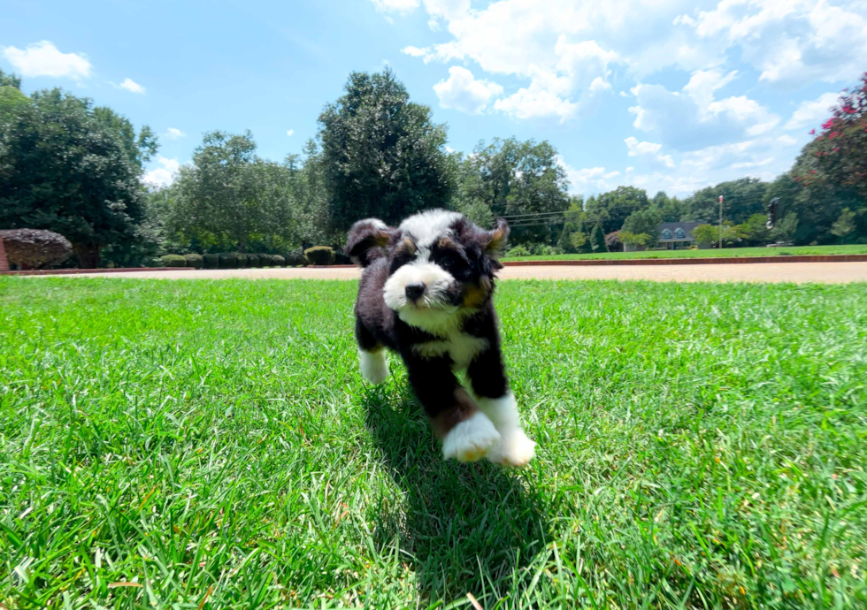 Mini Bernedoodle Puppy for Adoption