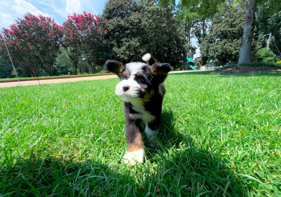 Mini Bernedoodle Puppy for Adoption