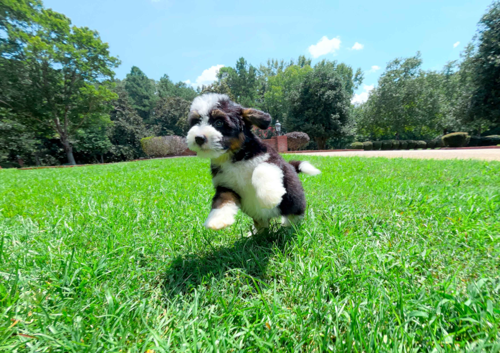 Cute Mini Bernedoodle Baby