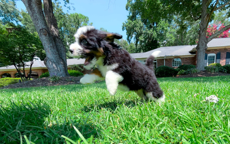 Cute Mini Bernesepoo Poodle Mix Puppy