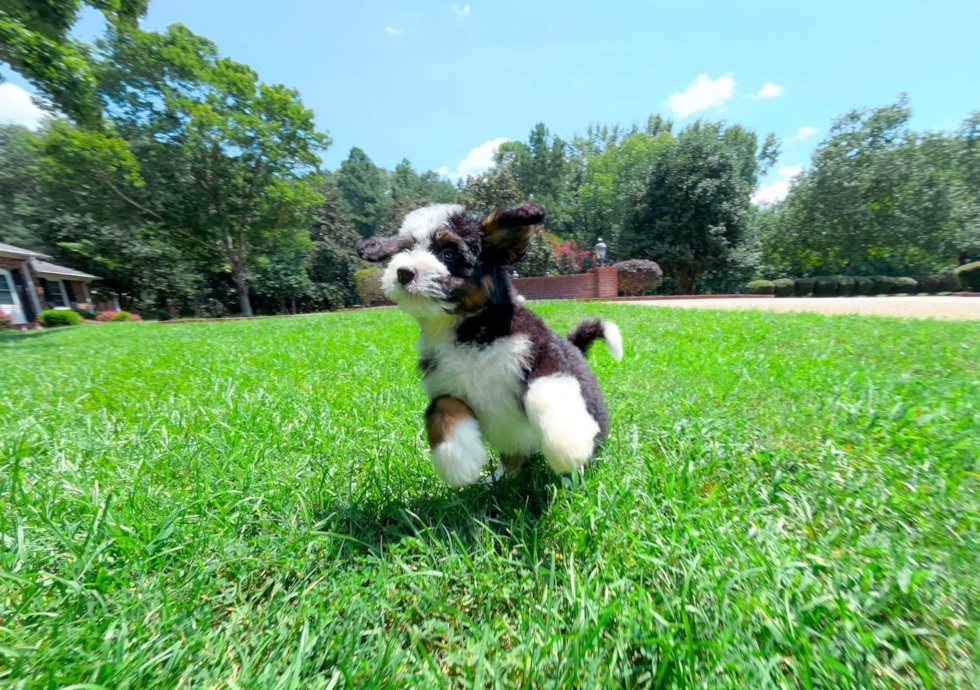 Mini Bernedoodle Puppy for Adoption