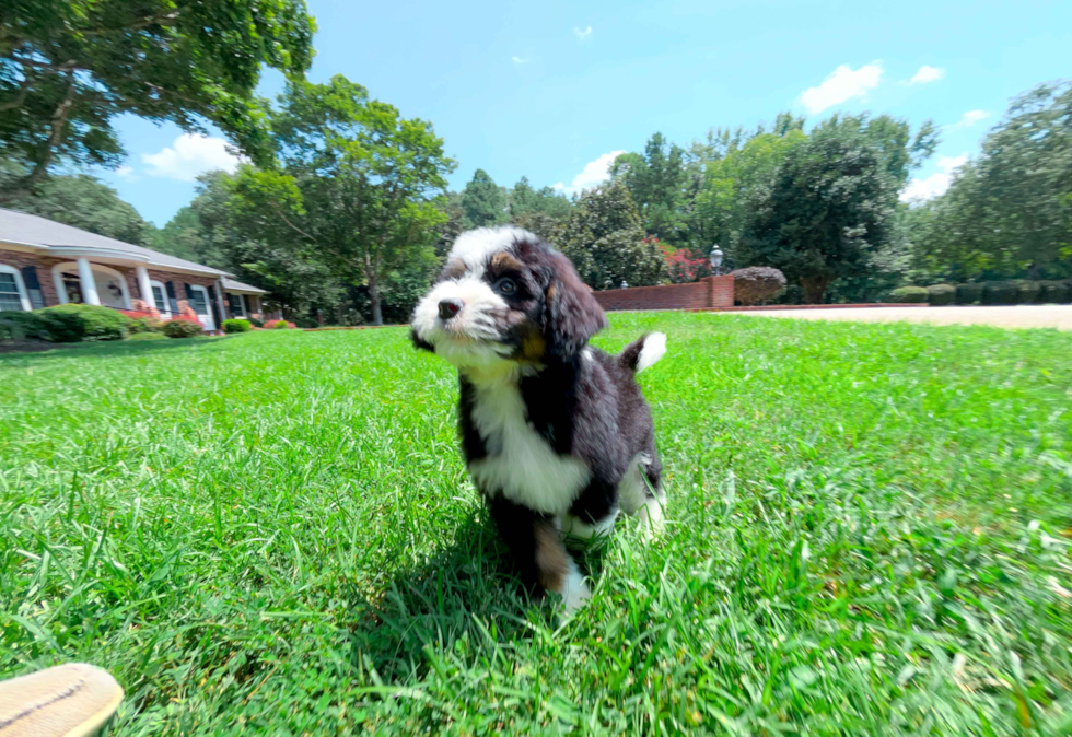 Cute Mini Bernedoodle Baby