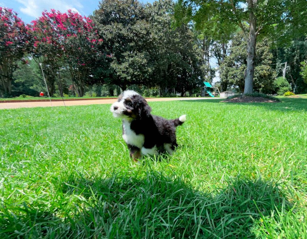 Mini Bernedoodle Pup Being Cute