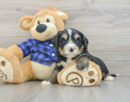 7 week old Mini Bernedoodle Puppy For Sale - Simply Southern Pups