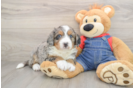 Mini Bernedoodle Pup Being Cute