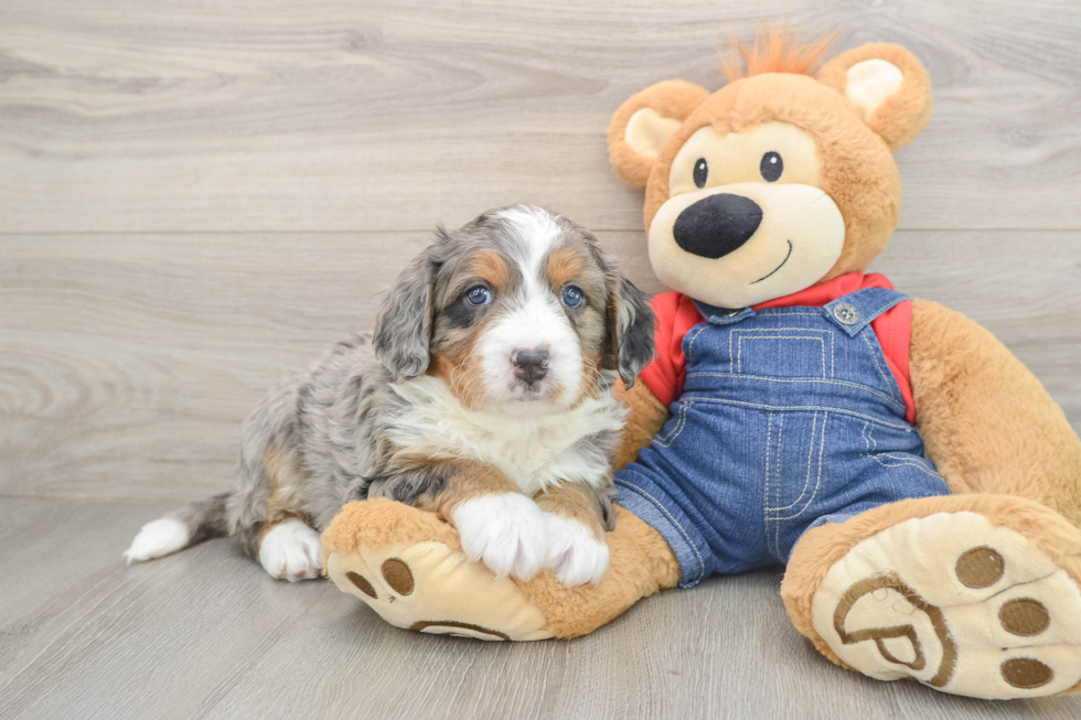 Mini Bernedoodle Pup Being Cute