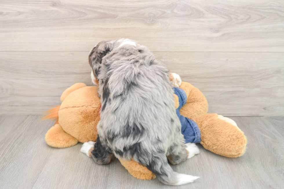 Happy Mini Bernedoodle Baby