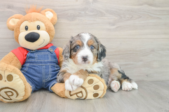 Petite Mini Bernedoodle Poodle Mix Pup