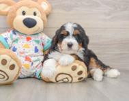 8 week old Mini Bernedoodle Puppy For Sale - Simply Southern Pups