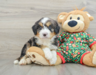 6 week old Mini Bernedoodle Puppy For Sale - Simply Southern Pups