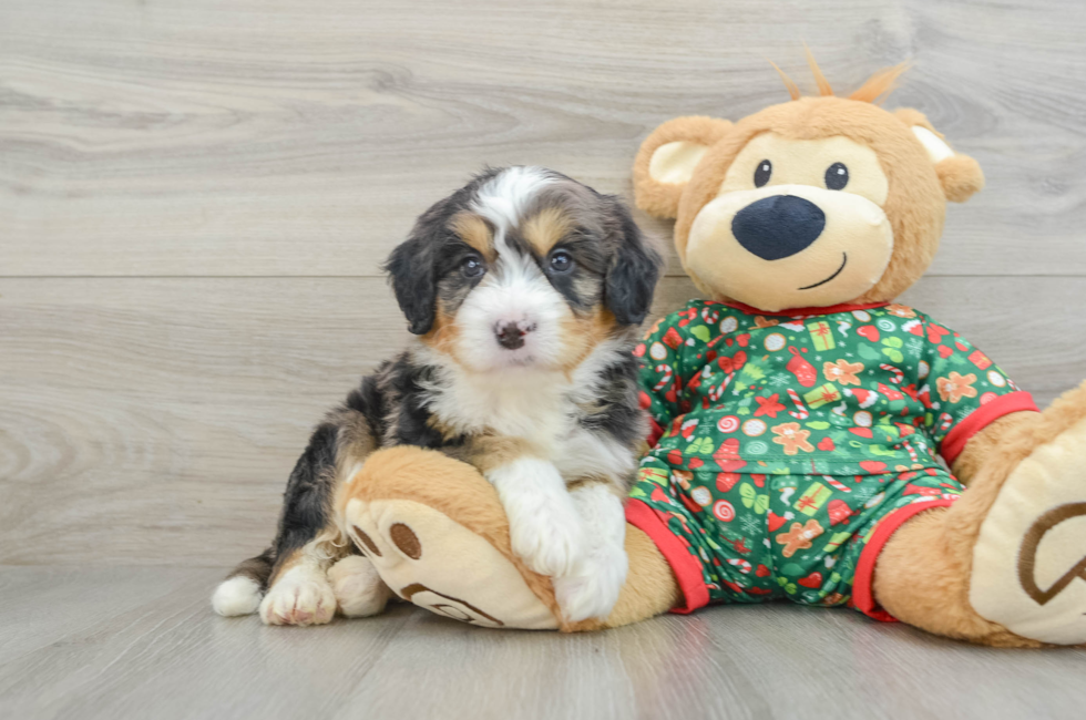 5 week old Mini Bernedoodle Puppy For Sale - Simply Southern Pups