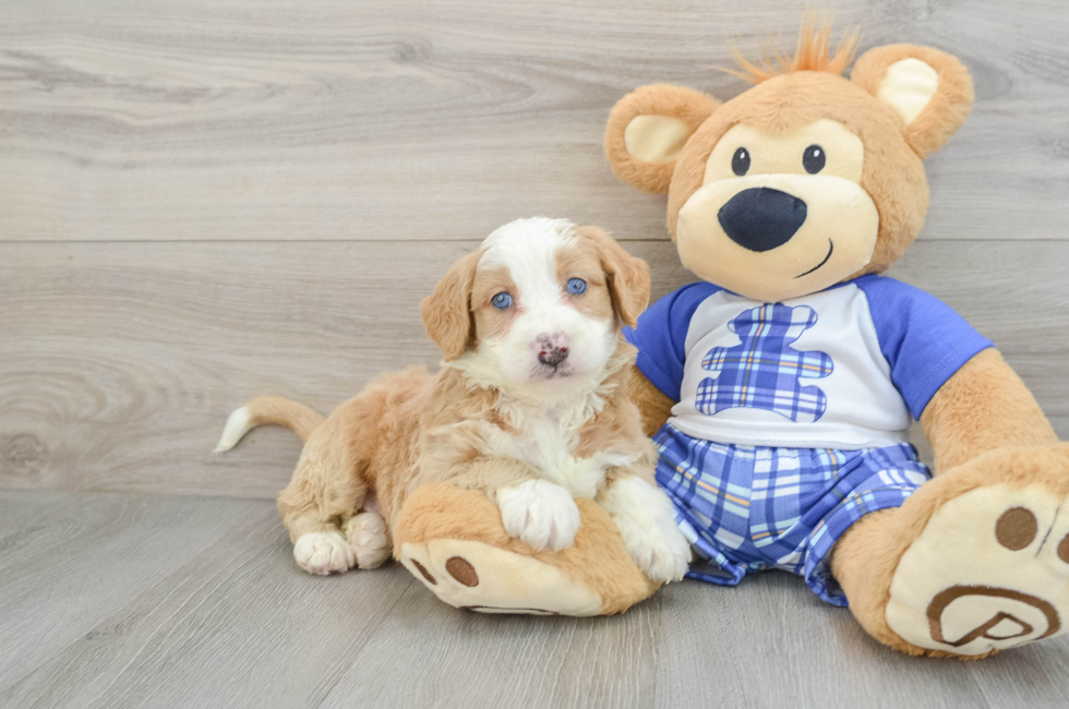 5 week old Mini Bernedoodle Puppy For Sale - Simply Southern Pups