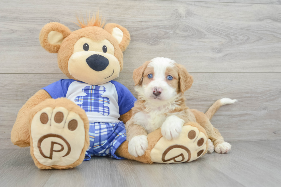 Sweet Mini Bernedoodle Baby