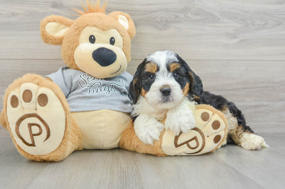 6 week old Mini Bernedoodle Puppy For Sale - Simply Southern Pups