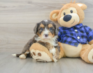 7 week old Mini Bernedoodle Puppy For Sale - Simply Southern Pups