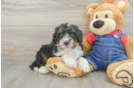 Small Mini Bernedoodle Baby