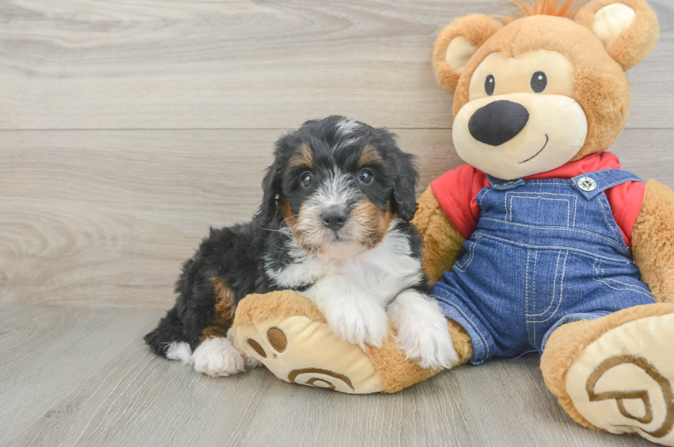 6 week old Mini Bernedoodle Puppy For Sale - Simply Southern Pups