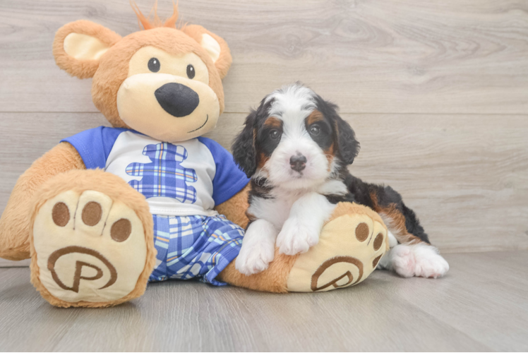 Adorable Mini Berniedoodle Poodle Mix Puppy