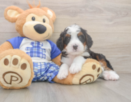 7 week old Mini Bernedoodle Puppy For Sale - Simply Southern Pups