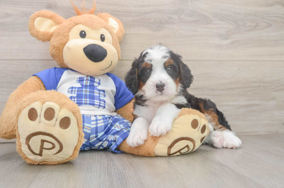 5 week old Mini Bernedoodle Puppy For Sale - Simply Southern Pups