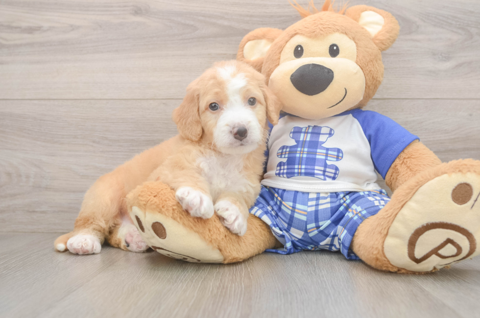 5 week old Mini Bernedoodle Puppy For Sale - Simply Southern Pups
