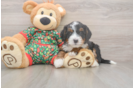 Mini Bernedoodle Puppy for Adoption