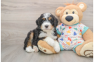 Mini Bernedoodle Puppy for Adoption