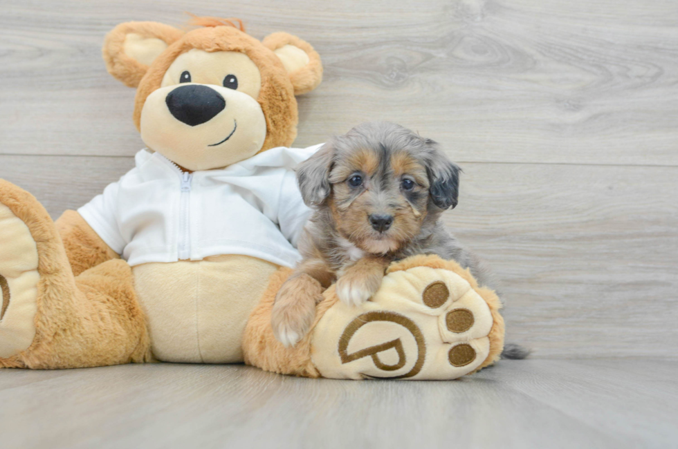 6 week old Mini Bernedoodle Puppy For Sale - Simply Southern Pups